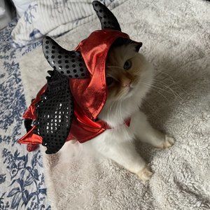 Devil Pet Costume